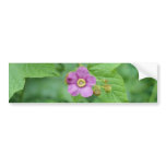 Pink Flowering Raspberry (Rubus Odoratus) flowers Bumper Stickers