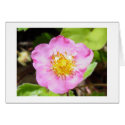 Pink Flowering Strawberry cards by johnforbes Pink Flowering Strawberry cards
