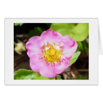 Pink Flowering Strawberry cards by johnforbes Pink Flowering Strawberry cards