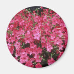 Pink Flowering Tobacco (Nicotiana Alata) flowers Refrigerator Magnets