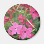 Pink Flowering Tobacco (Nicotiana Alata) flowers Refrigerator Magnets