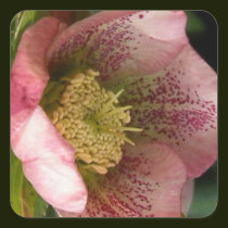 Pink flowers 1 stickers