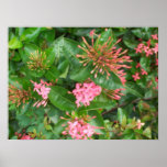 Pink Flowers and Buds Posters