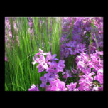 Pink Flowers and Grass Photo Print