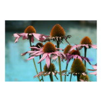 Pink Flowers by the Water posters