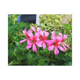 Pink Flowers