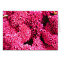 Pink Flowers cards