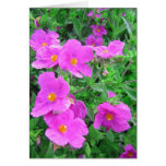 Pink flowers - Card