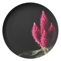 Pink Flowers. Celosia Caracas, Cockscombs. Dinner Plates