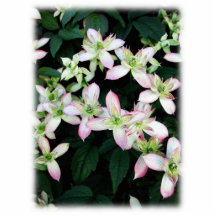 Pink flowers. Clematis. On White. Acrylic Cut Outs