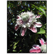 Pink flowers. Clematis. Stylish design. Acrylic Cut Outs