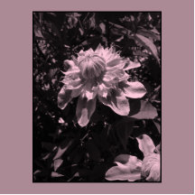 Pink flowers. Clematis. Stylish design. Photo Sculptures