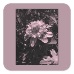 Pink flowers. Clematis. Stylish design. Sticker