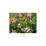 pink flowers, green leaves Poster and print posters