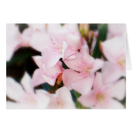 Pink Flowers Greeting Card