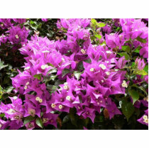 Pink Flowers In Bush photo sculptures