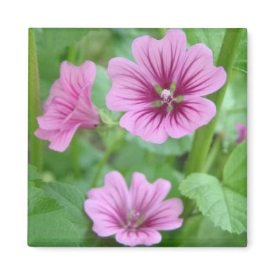 Pink Flowers Magnet by elenaind