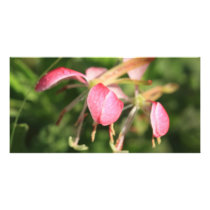 Pink Flowers photo cards