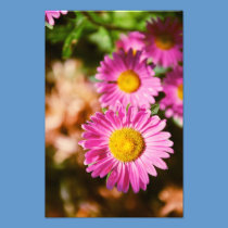 Pink flowers photography