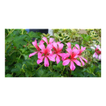 Pink Flowers Picture Card