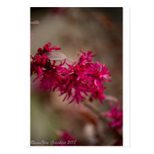 Pink Flowers Post Cards