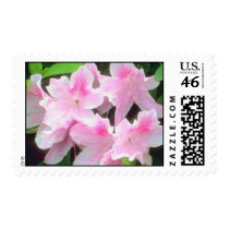 Pink Flowers postage Stamp stamps