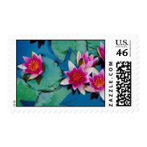 Pink Flowers Postage Stamps