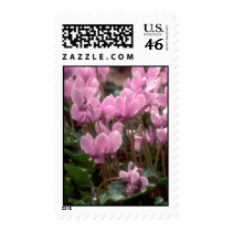 Pink Flowers Postage Stamps