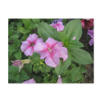 Pink Flowers postcards