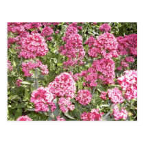 Pink Flowers Postcard postcards