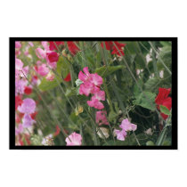 Pink Flowers posters