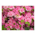 Pink Flowers posters by newmexico Pink Flowers posters