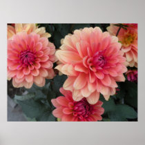 Pink Flowers Poster