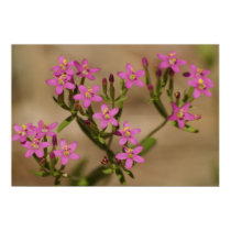 Pink Flowers posters