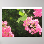 Pink Flowers Poster
