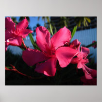 Pink Flowers Poster