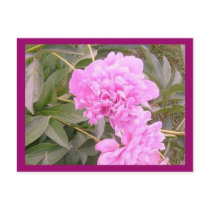 Pink Flowers Pride Postcard postcards