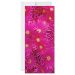 Pink flowers full color rack card