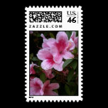 Pink flowers with a dark heart shot in a garden Pink flowers | Stamp postage