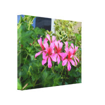 Pink Flowers canvas prints