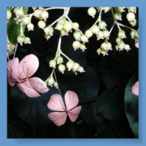 Pink Flowers with Black Backgroun Canvas posters