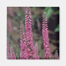 Pink Forma, (Veronica Longifolia) flowers Magnet
