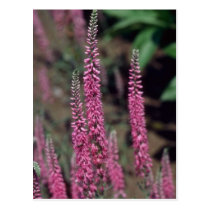Pink Forma, (Veronica Longifolia) flowers postcards