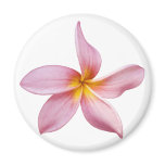 pink frangi panni magnet pink frangi panni magnet