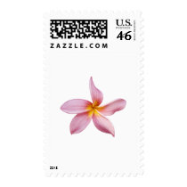 pink frangi panni postage