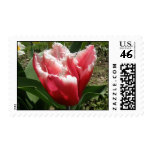 Pink Fringed Tulip Postage Stamp