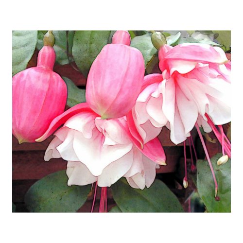 Pink Fuchsias print