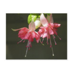 Pink Fuschia Postcard