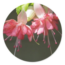 Pink Fuschia Stickers