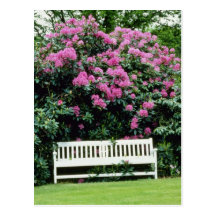 Pink Garden Bench And Rhododendrons flowers Postcards